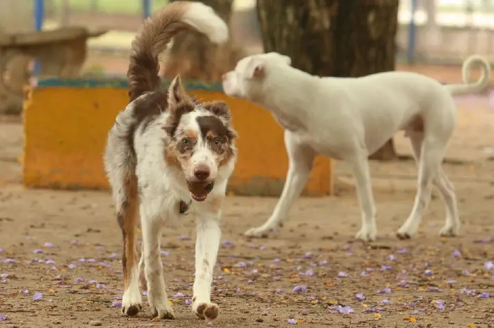 Exposição a multidões no carnaval traz riscos à saúde dos animais