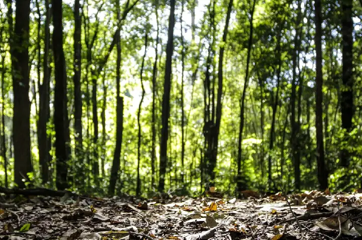 Produção florestal no país alcança recorde de R$ 47,9 bilhões em 2025