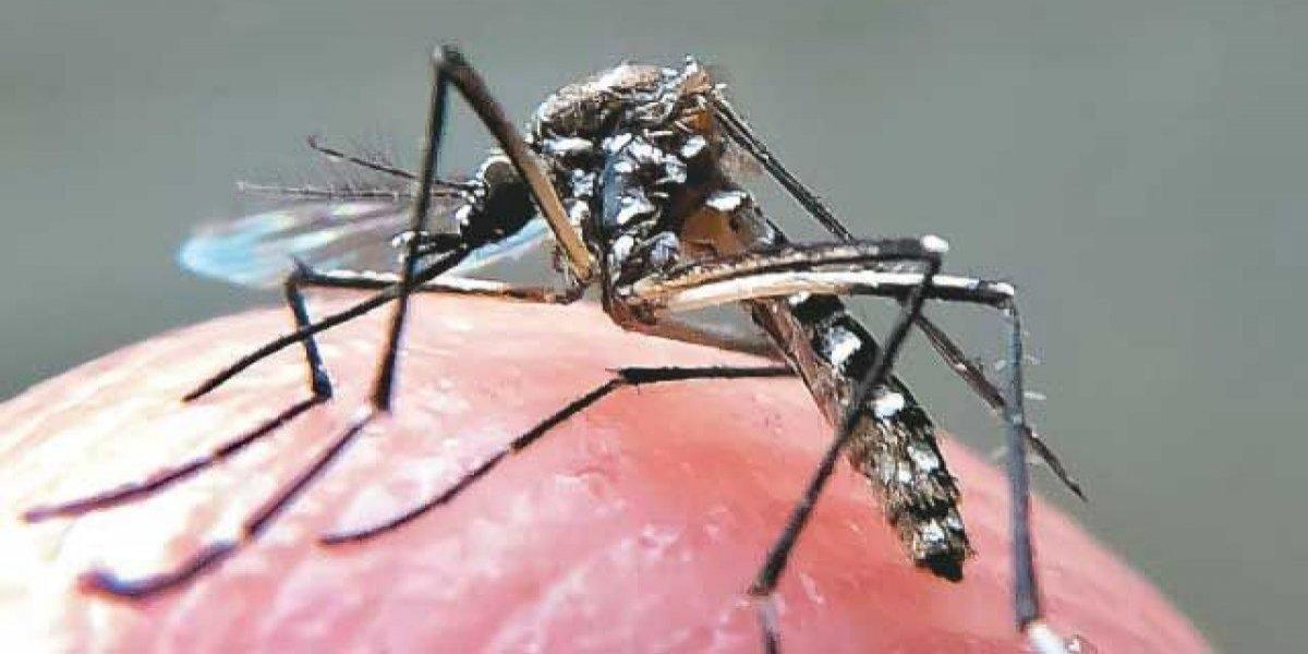 Casos de dengue no país sobem 708%