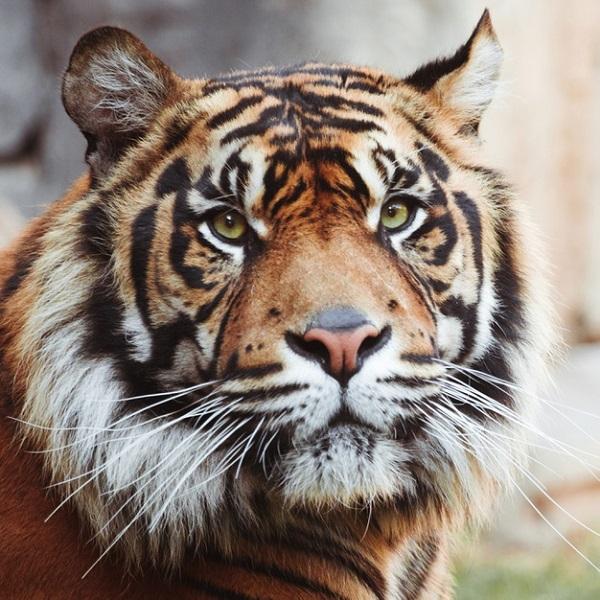 Quais os limites do turismo com animais selvagens?