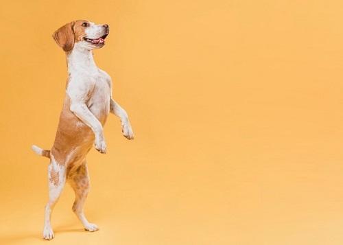 O cuidado com a higienização dos pets na  pandemia