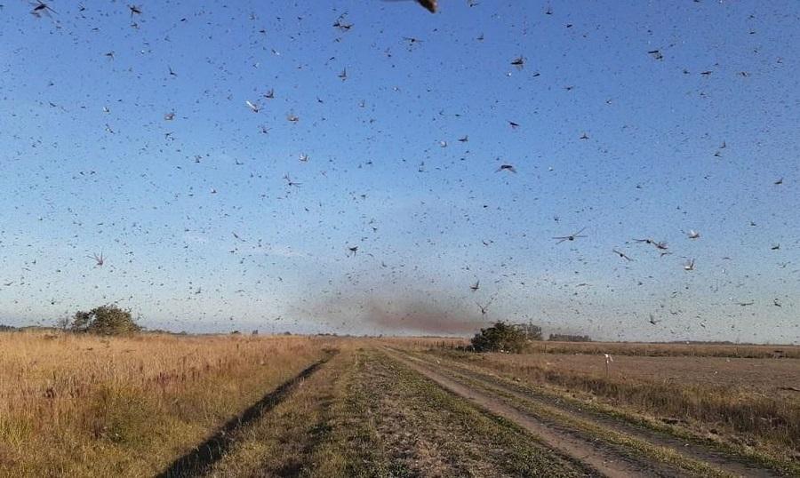 Paraguai confirma existência de nova nuvem de gafanhotos