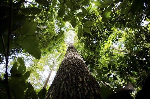 Proteção do meio ambiente depende de esforço geral
