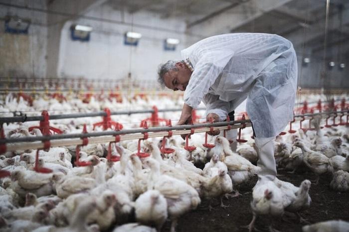 Gripe aviária se espalha por diversas regiões no Japão