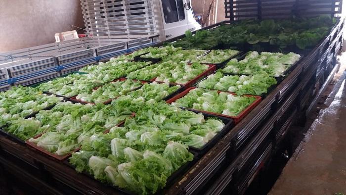 Pequenos agricultores e indústria de refeições coletivas impulsionam agricultura familiar