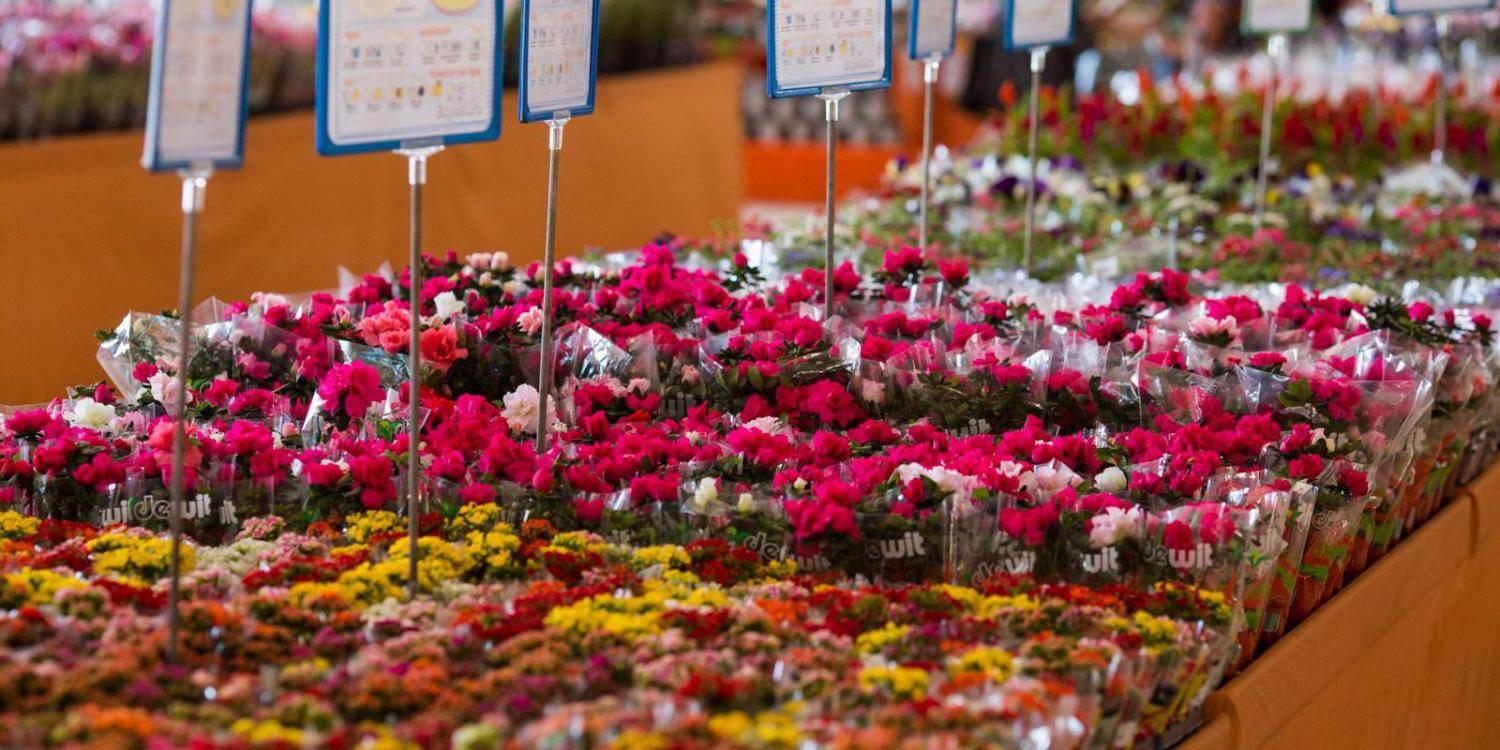 Dia das Mães: data é a mais importante para o setor de flores