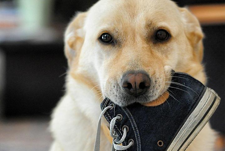 Saiba quais os Centros Esportivos onde os pets podem se divertir com seus tutores