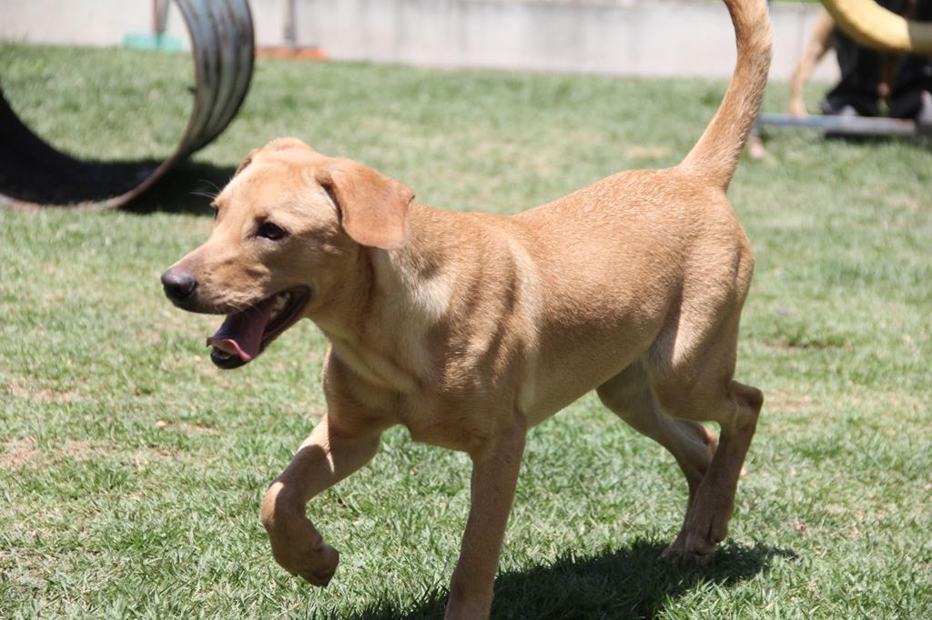 Prefeitura de São Paulo promove festa “Amor de Pet” para incentivar a adoção de 280 animais