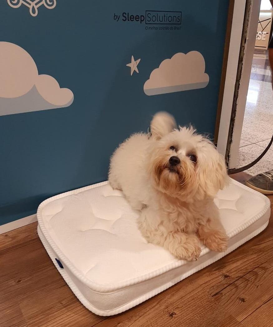 Colchão premium para pets: Incredible by Sleep Solutions realizará nova ação especial com espaço instagramável