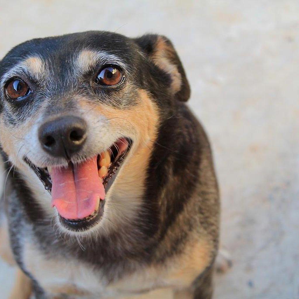 Prefeitura publica lei que estabelece 'Virada da Castração' anual para cães e gatos na Capital
