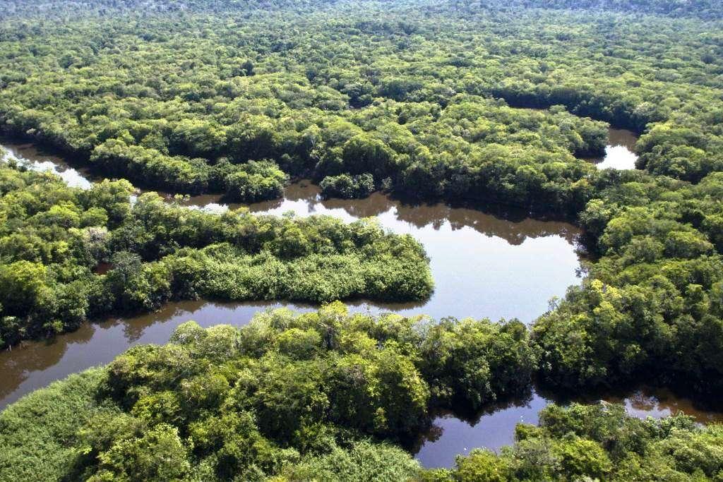 Dia da Árvore é comemorado em cenário recorde de desmatamento no Brasil