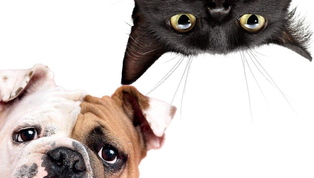 Subprefeitura Freguesia/Brasilândia realiza ação gratuita de castração de cães e gatos