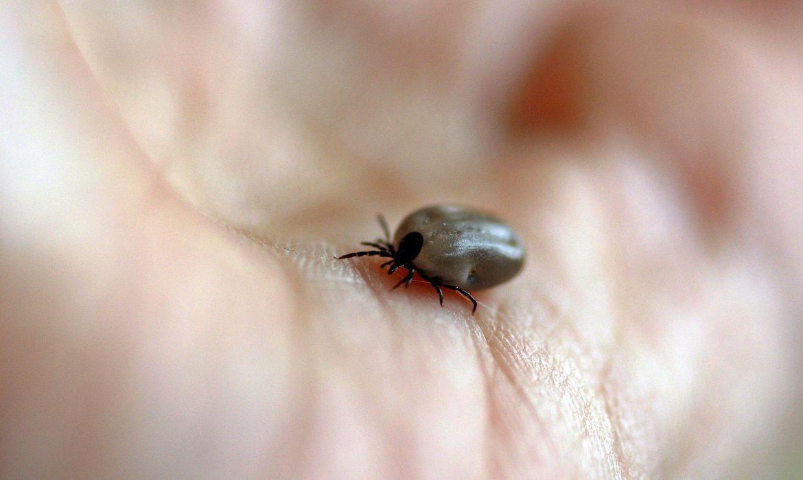 SP confirma dois novos casos de febre maculosa no Estado