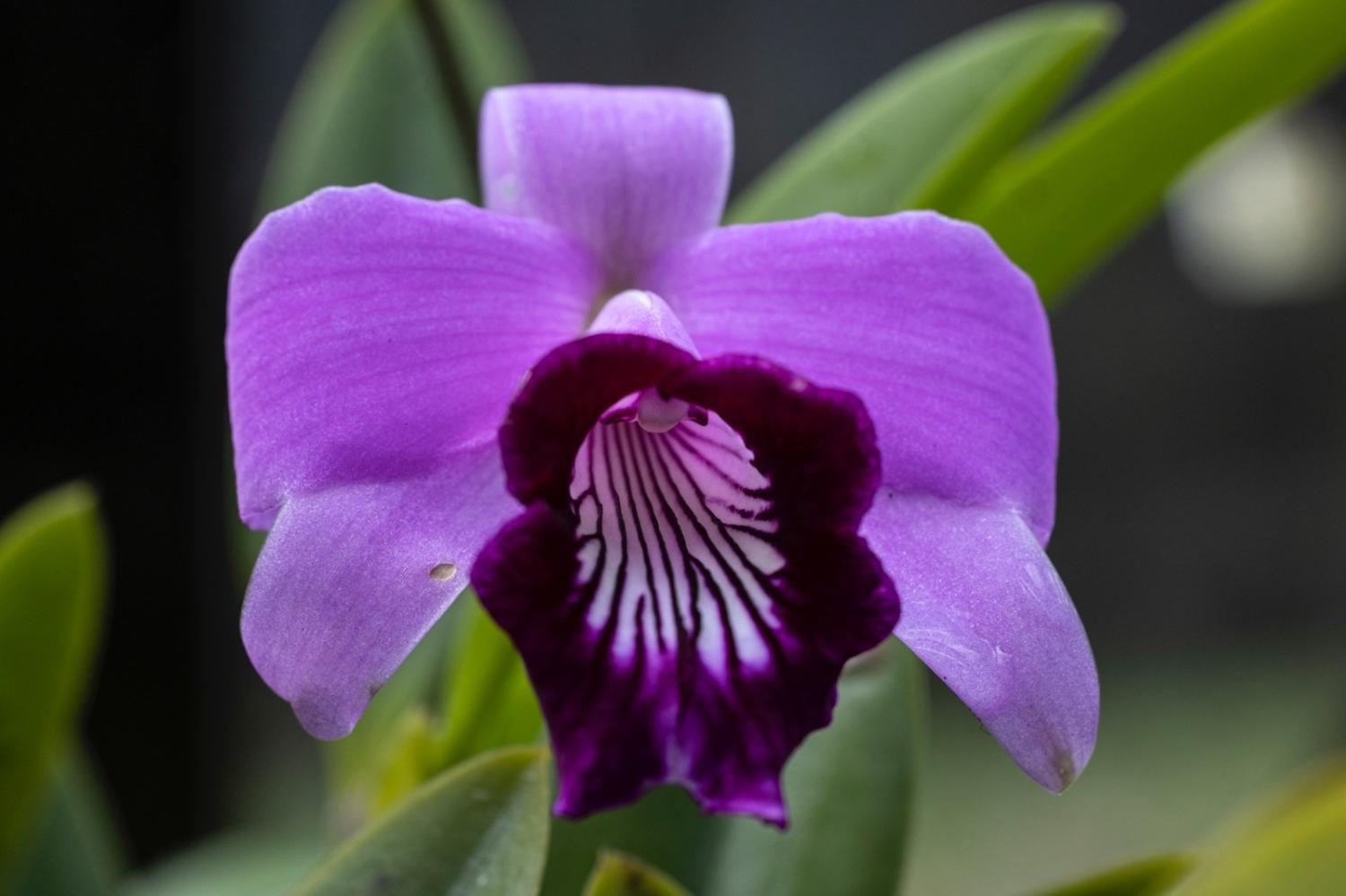 Jardim Botânico sedia exposição de Orquídeas e Bromélias