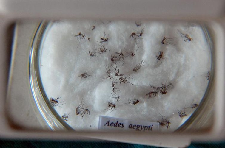 Pesquisa do Butantan padroniza nomenclatura de vírus da dengue