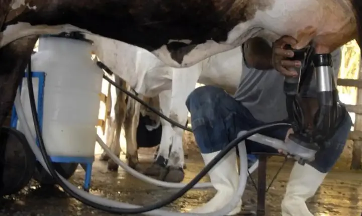 Produção de leite bate recorde mesmo com redução de vacas ordenhadas